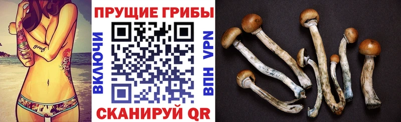 где можно купить   гидра ONION  дарк нет формула  Опочка  Псилоцибиновые грибы Psilocybe 